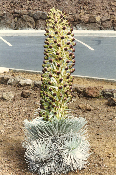 silver sword plant