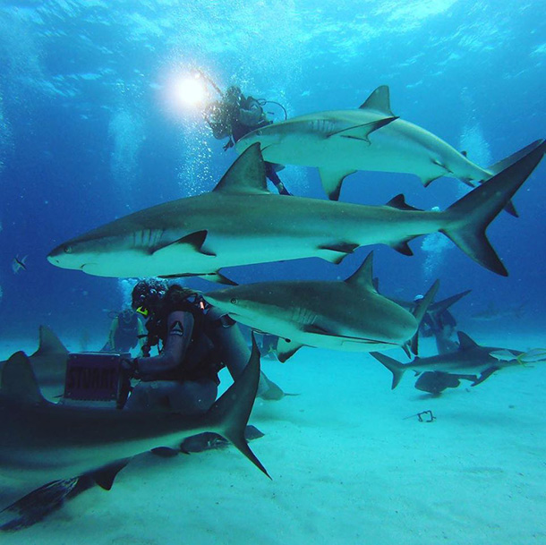 Swimming with sharks off Nassau;