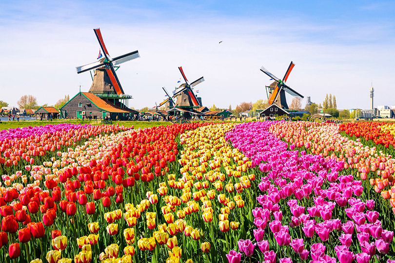 Tulip field leading to a windmill outside Amsterdam