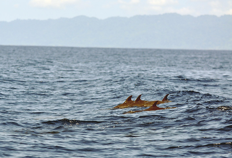 Dolphins streaming by Osa Peninsula, Costa Rica
