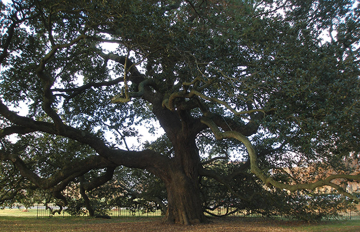 Emancipation Oak Tree, Hampton Heritage Sites