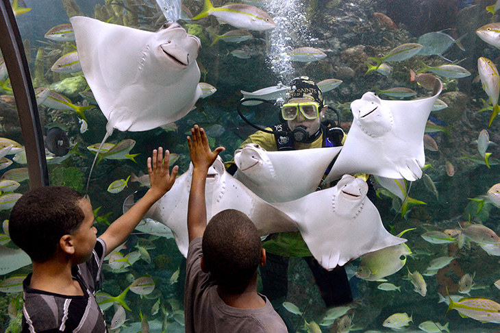 Aquarium of the Americas, New Orleans Family Attractions