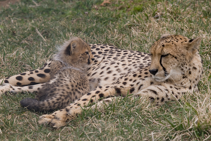 Cheetah & cub at the National Zoo, Washington DC Family Attractions