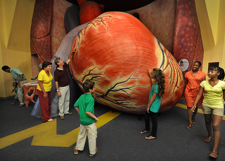 Giant heart at Franklin Institute, Philadelphia Family Attractions