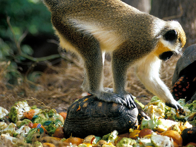 Green Monkey, Barbados Travel Tips