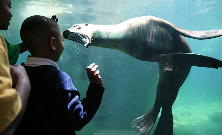 Memphis Zoo seal habitat, Memphis Family Attractions