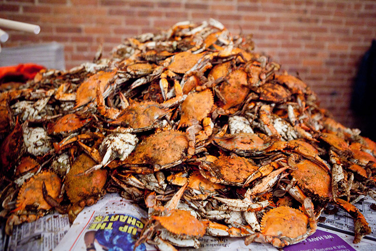 Mountain of steamed Crabs, Annapolis Events