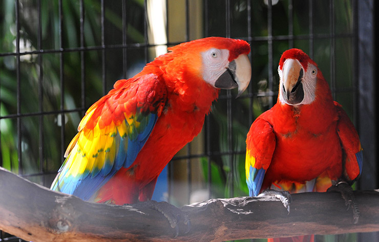 Macaws at Baton Rouge Zoo