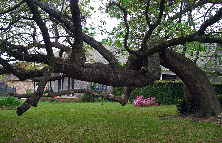 Bent oak tree where slaves met, Mobile History