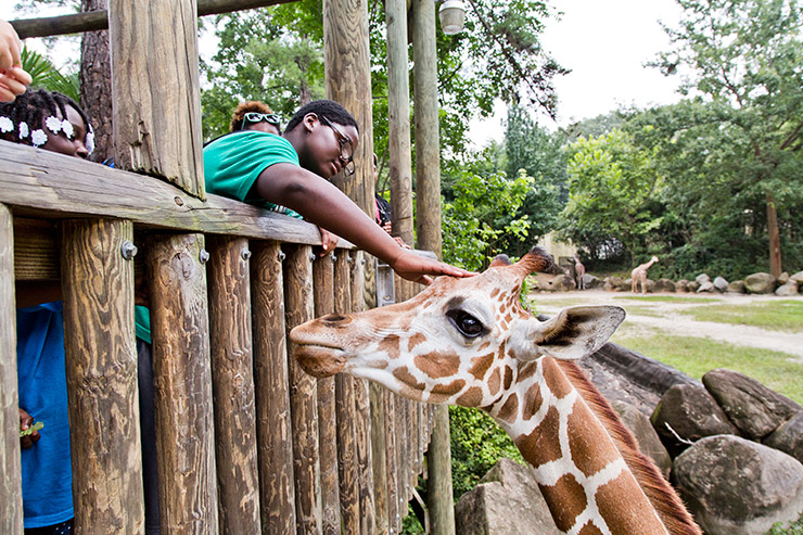 Petting a giraffe at Riverbanks Zoo, Family Attractions