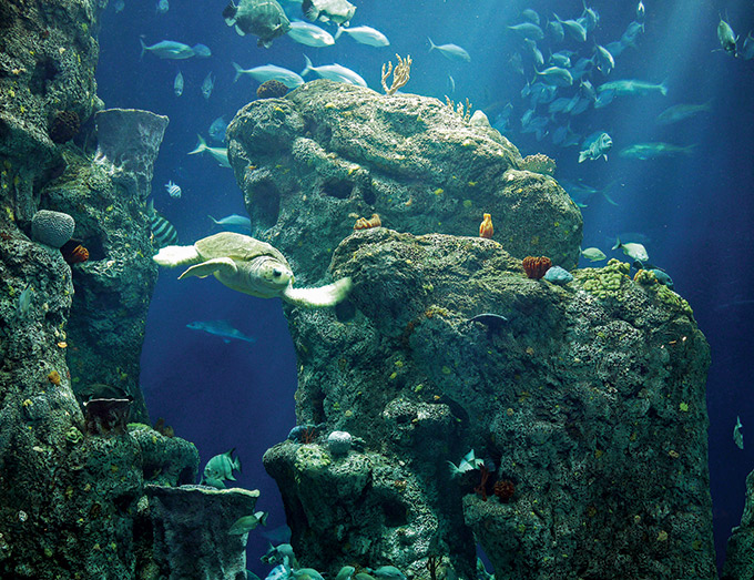 South Carolina Aquarium, Charleston Family Attractions