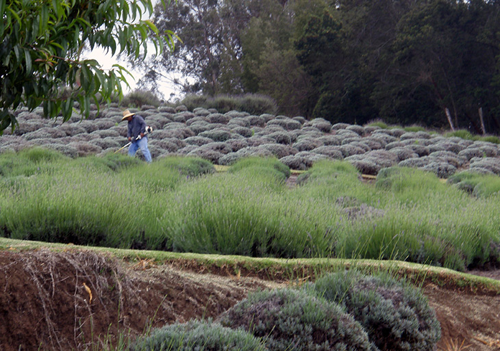 Ali’i Kula Lavender Farm worker toiling the field, Touring the Land of Purple Flowers