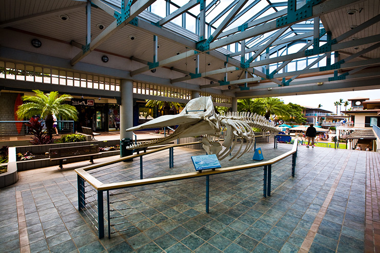 Maui Ocean Center whale skeleton
