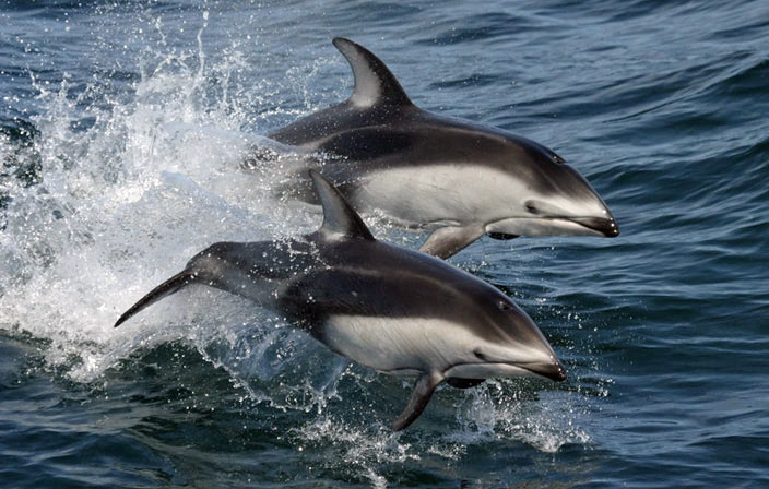 Pacific white-sided dolphins common to Hawaii