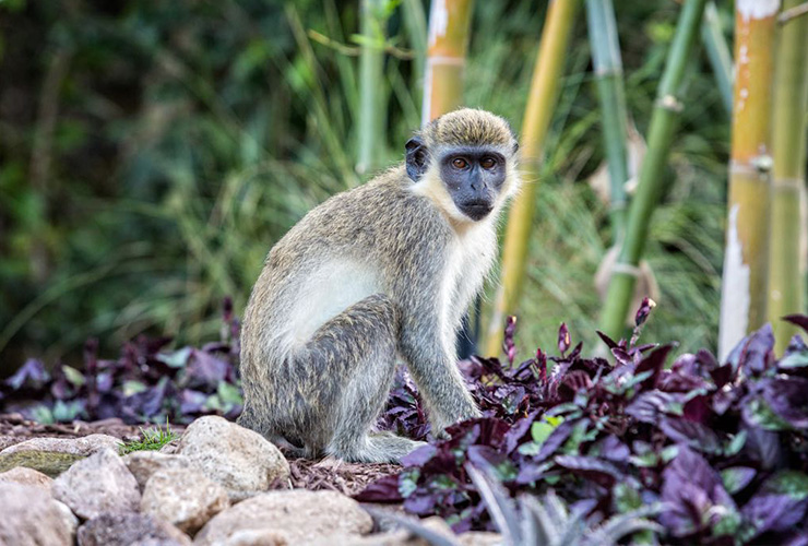 monkey, Nevis Eco-Travel
