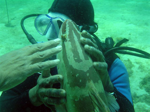 Diver touching a grouper fish; (c) Soul Of America