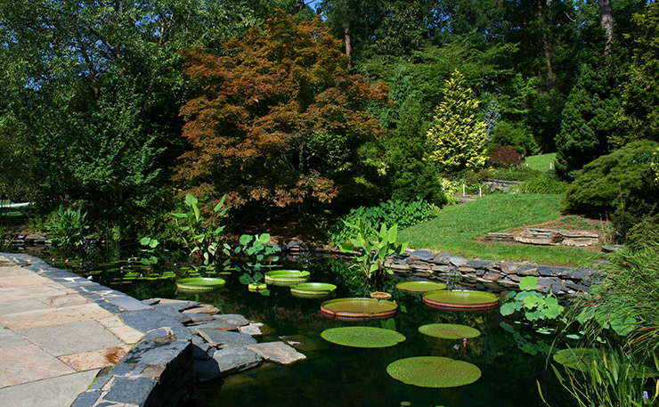 Lily pond in Sara Duke Garden, Durham General Attractions