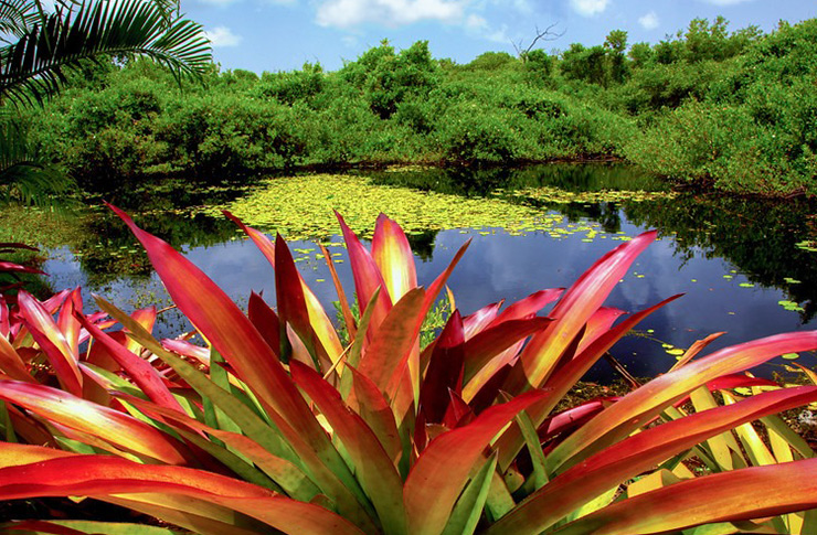 Queen Elizabeth Botanic Park, Grand Cayman Eco-Travel