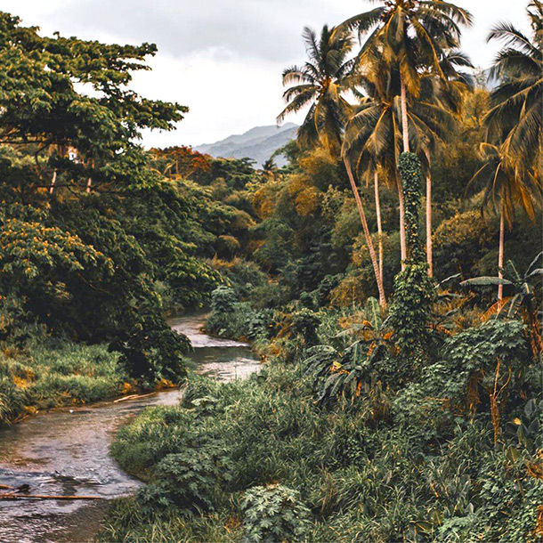 River rainforest, Montego Bay Eco-Travel