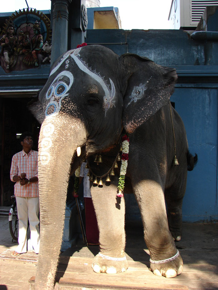 Elephant at Manakkula Vinayagar Koil Temple
