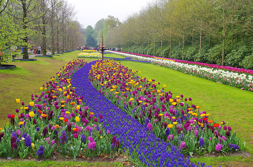 The sheer beauty of Amsterdam Keukenhof Garden